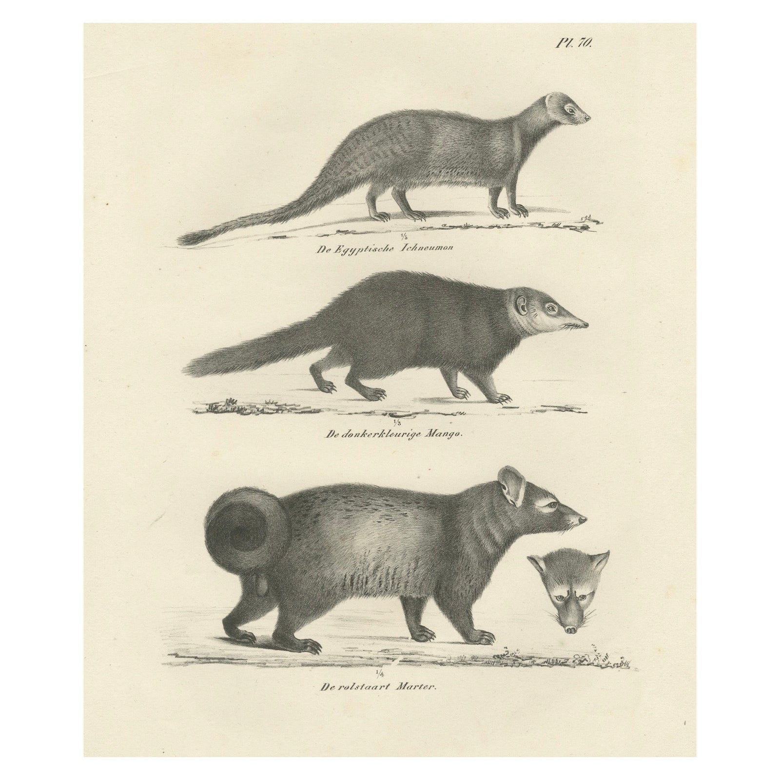 19th-Century Lithograph of Egyptian Mongoose, Dark Mongoose, and Ringtail Marten
