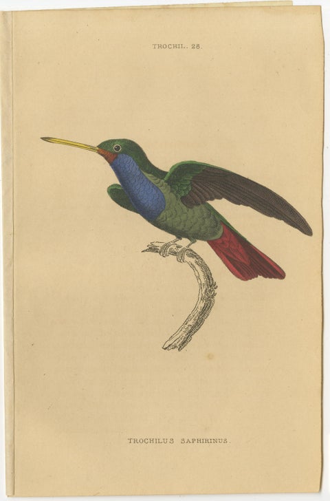 Set of 7 Antique Bird Prints, Harlequin Hummingbird, by Jardine '1837', view 5