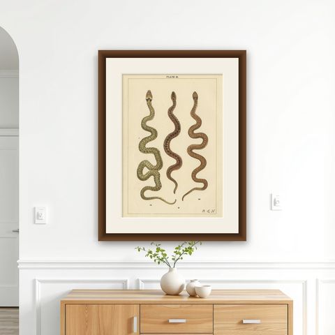 Antique Print of Three Snakes, shown framed on a wall