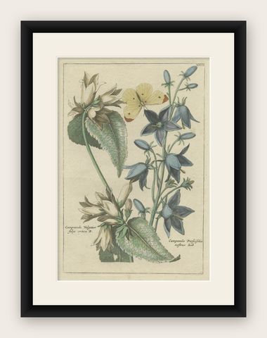 Antique Hand-Colored Flower Print of Campanula Plants, 1794, shown framed