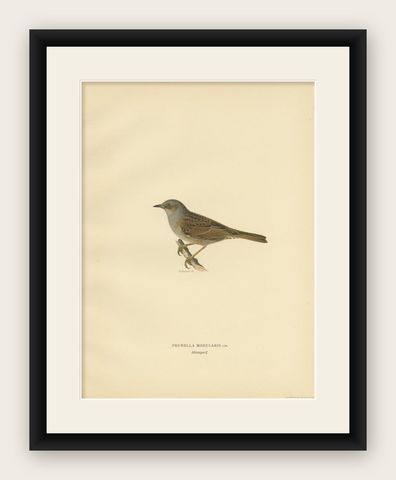 Antique Bird Print of the Dunnock by Von Wright, 1927, shown framed