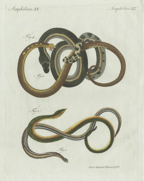 Original Antique Print of Four Slow Worms and Legless Lizards by Bertuch, 1802, close-up 5