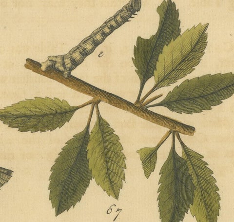 English Moths on Oak & Elm, Hand-Colored Entomology Engraving, Albin 1720, view 6