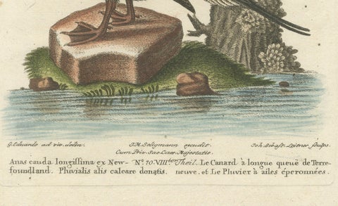 Engraving of the Long-Tailed Duck and Spur-Winged Lapwing by Seligmann, ca.1770, close-up 1