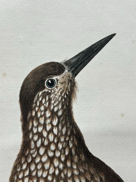 Spotted Nutcracker, Antique Bird Engraving by Nozeman and Sepp, 1770, view 6