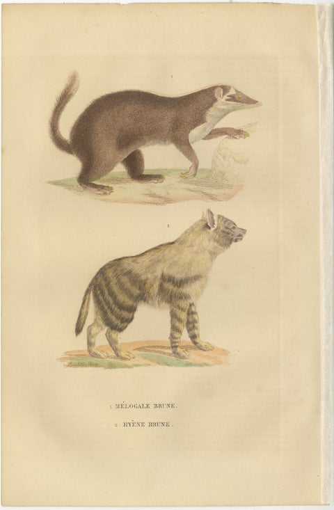 Contrasts in Mammalia: The Brown-Tailed Mongoose and the Brown Hyena, 1845, view 2