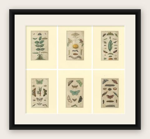 Set of 6 Antique Butterfly Prints Also Showing Caterpillars and Pupae, 1810, shown framed