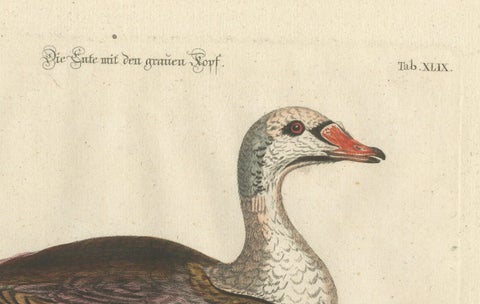 Hand-Colored Engraving of the Duck with a Grey Head by Johann Seligmann, ca.1770, close-up 3