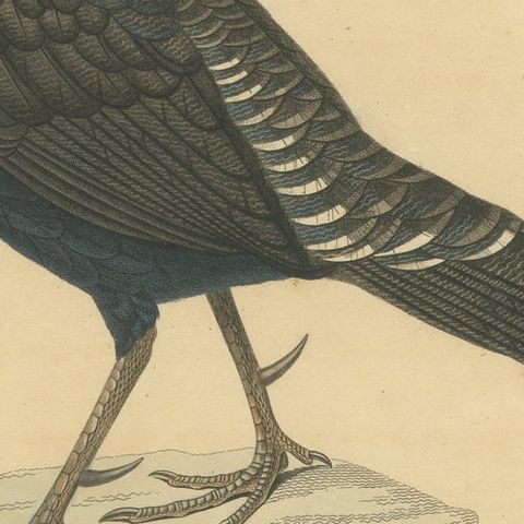 Hand-Colored Engraving of a Himalayan Monal, Exotic Ornithological Print, 1808, close-up 6
