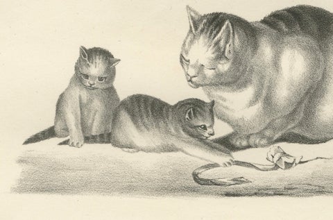 19th-Century Lithograph of Domestic Cats in Playful and Nurturing Scenes, close-up 1