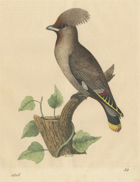 1846 Waxwing - Rare Hand-Colored Lithograph from Hoffmann's Book of the World, close-up 4