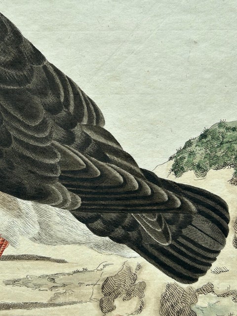 Alca arctica, Antique Atlantic Puffin Print by Nozeman & Sepp, 1809, view 4