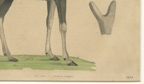 Antique Moose / Eurasian Elk & Antler Anatomy Lithograph, 1845, close-up 5
