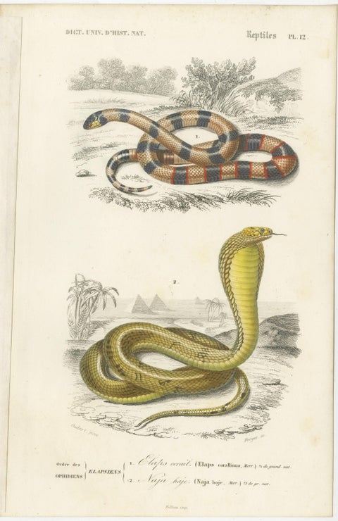Set of 7 Antique Prints of an Egyptian Cobra and other Snakes and Reptiles, view 7