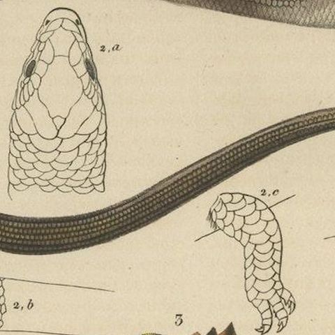 Original Old Print of a Blue Skink Lizard, a Striped Lizard and a Triton Lizard, close-up 3