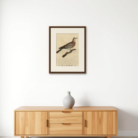 Original Antique Handcolored Bird Print of a Male Laughing Dove, 1803, shown framed on a wall