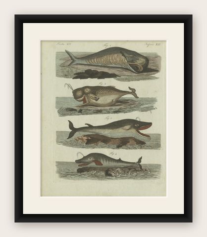 Original Antique Print of Sperm Whale and North Atlantic Whales, ca.1800, shown framed