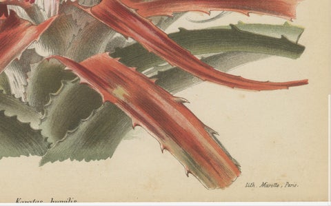 Exotic Elegance: Silver Vase Plant in Vintage Chromolithographic Art, circa 1890, close-up 1