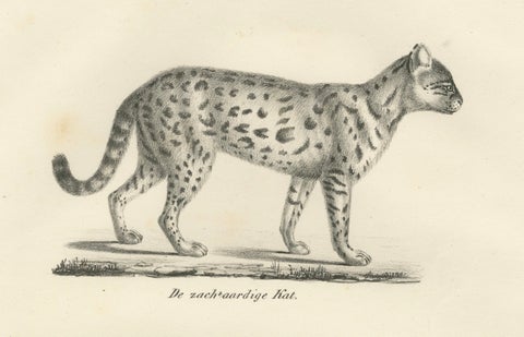 19th-Century Lithograph of the Gentle Cat and the Serval in Elegant Poses, close-up 4