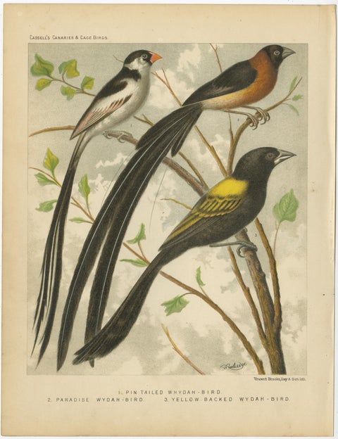 Antique Bird Print of Pale-Headed Rosella and Rosella Parrakeet, 'circa 1880', view 3