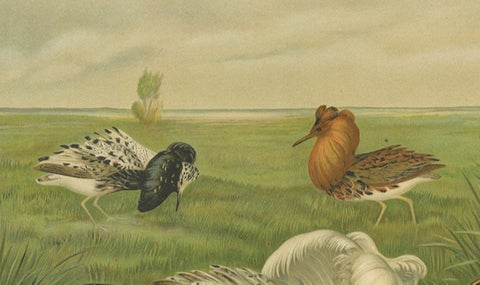 Antique Bird Print of Ruffs and Reeves in Breeding Plumage, 19th Century, close-up 1