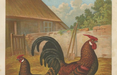 The Elegant Golden Spangled Hamburg Chicken - A 19th Century Poultry Lithograph, close-up 1
