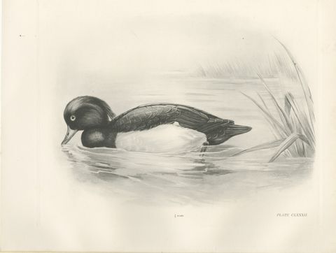Tufted Duck, Antique Bird Print after Lilian Medland, circa 1909
