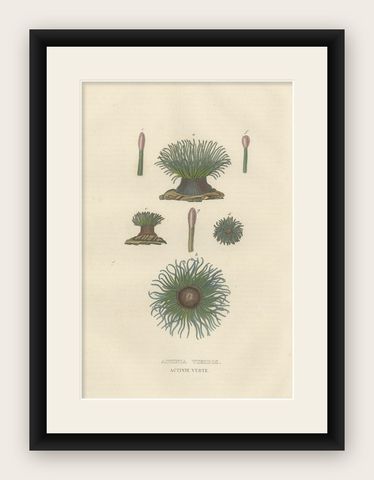 19th Century Snakelocks Anemone Antique Engraving Original Handcoloring, 1845, shown framed