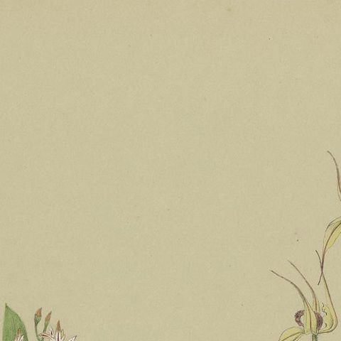 Antique Botany Print of the White Fairy Orchid & Leaping Spider Orchid '1884', close-up 1