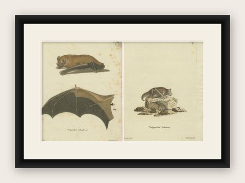 An Engraved Glimpse into the Nocturnal Ballet of Bats, circa 1774, shown framed