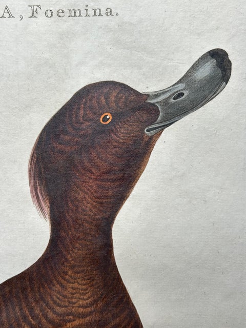 Female Tufted Duck Antique Bird Print by Sepp & Nozeman, circa 1797, view 6