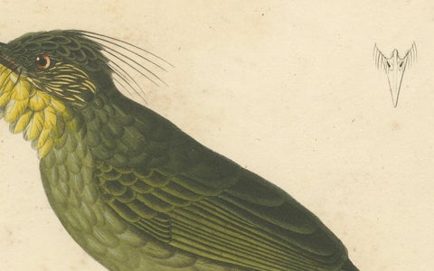 Hand-Colored Engraving of a Bearded Barbet, Exotic Ornithological Print, c.1808, close-up 6
