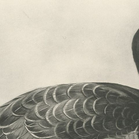 Barnacle Goose, Antique Bird Print after Lilian Medland, circa 1909, close-up 2