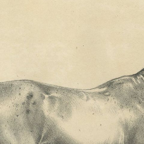 Antique Arabian Horse Lithograph Sultan Mahmoud, Stuttgart 1846, close-up 6