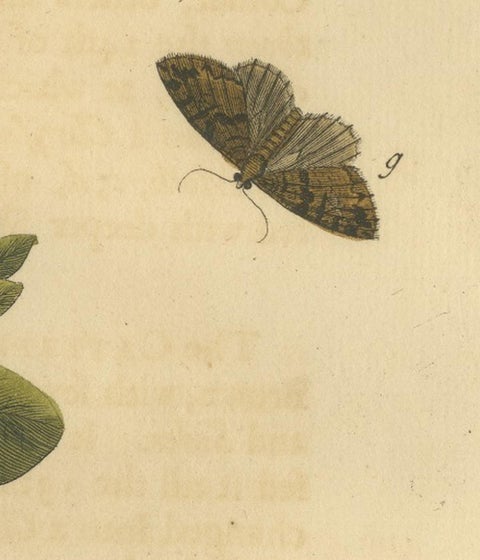 English Moths on Oak, Hand-Colored Insect Engraving, Eleazar Albin 1720, view 11