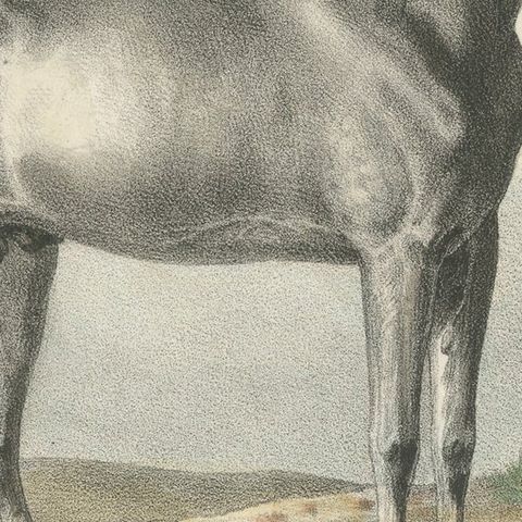 Antique Horse Print of a Barbary Horse, circa 1827, close-up 2
