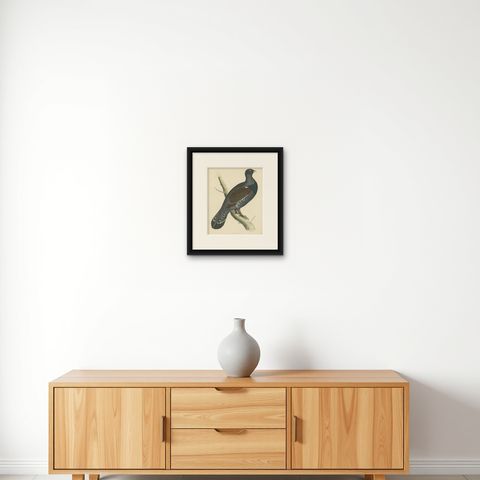 Original Antique Print of a Capercaillie Bird, shown framed on a wall