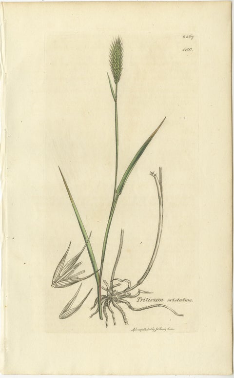 Set of 8 Antique Botanical Engravings of Wheat, Barley and Ryegrasses, c.1830, view 5