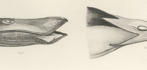 Bills and Feet of the Wildfowl, circa 1909, close-up 1