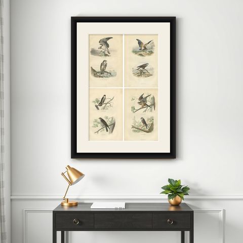 Set of 4 Antique Bird Prints Osprey, Eagle, Buzzard, Falcon by Buffon, 1839, shown framed on a wall