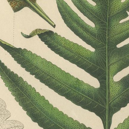Rare, Artfully Handcolored Lithograph of Ferns of Indonesia (Polypodium), 1829, close-up 2