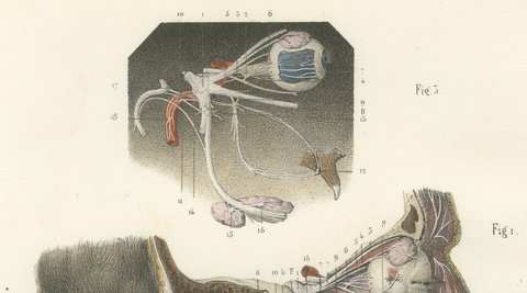 Deep Nerves of the Face and Parotid Region, Hirschfeld Anatomy Print, 1866, view 3
