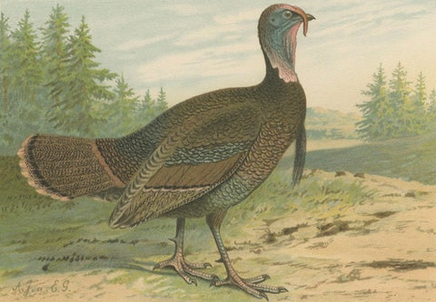 Pheasant and Wild Turkey, Antique Chromolithograph Game Birds c.1895, close-up 4