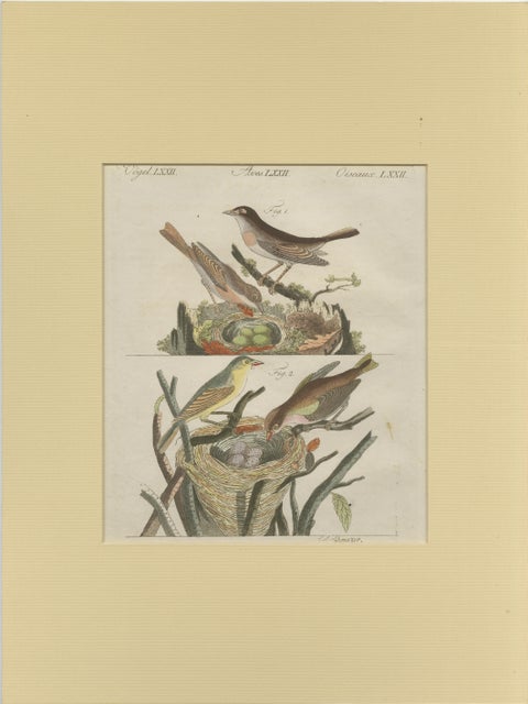 Antique Bird Print of Nightingales, view 2