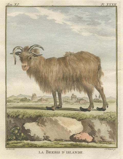 Rare 1769 Iceland Sheep Pair, Hand-Coloured Buffon Engravings Amsterdam, close-up 1