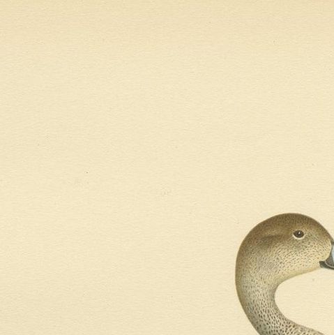 Antique Bird Print of the Northern Pintail 'in summer' by Von Wright '1929', close-up 1