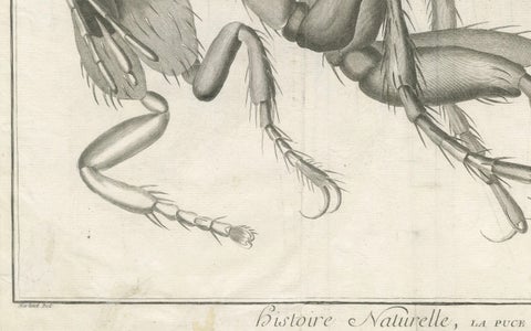 Large Folding Engraving of a Flea Seen Under the Microscope by Diderot, ca.1770, close-up 4