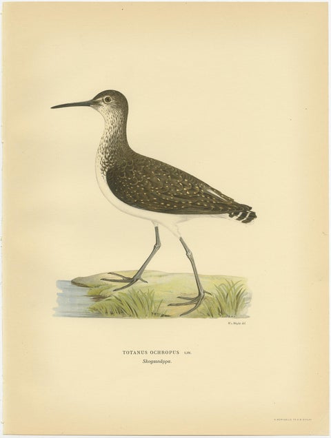 Antique Bird Print of the Green Sandpipe by Von Wright, 1929, view 3