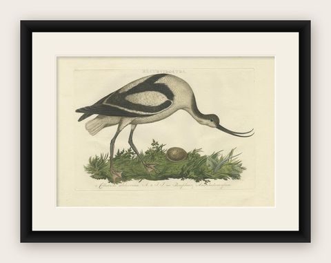 Recurvirostra Antique Print of Pied Avocet, Ornithological Study, 1770, shown framed