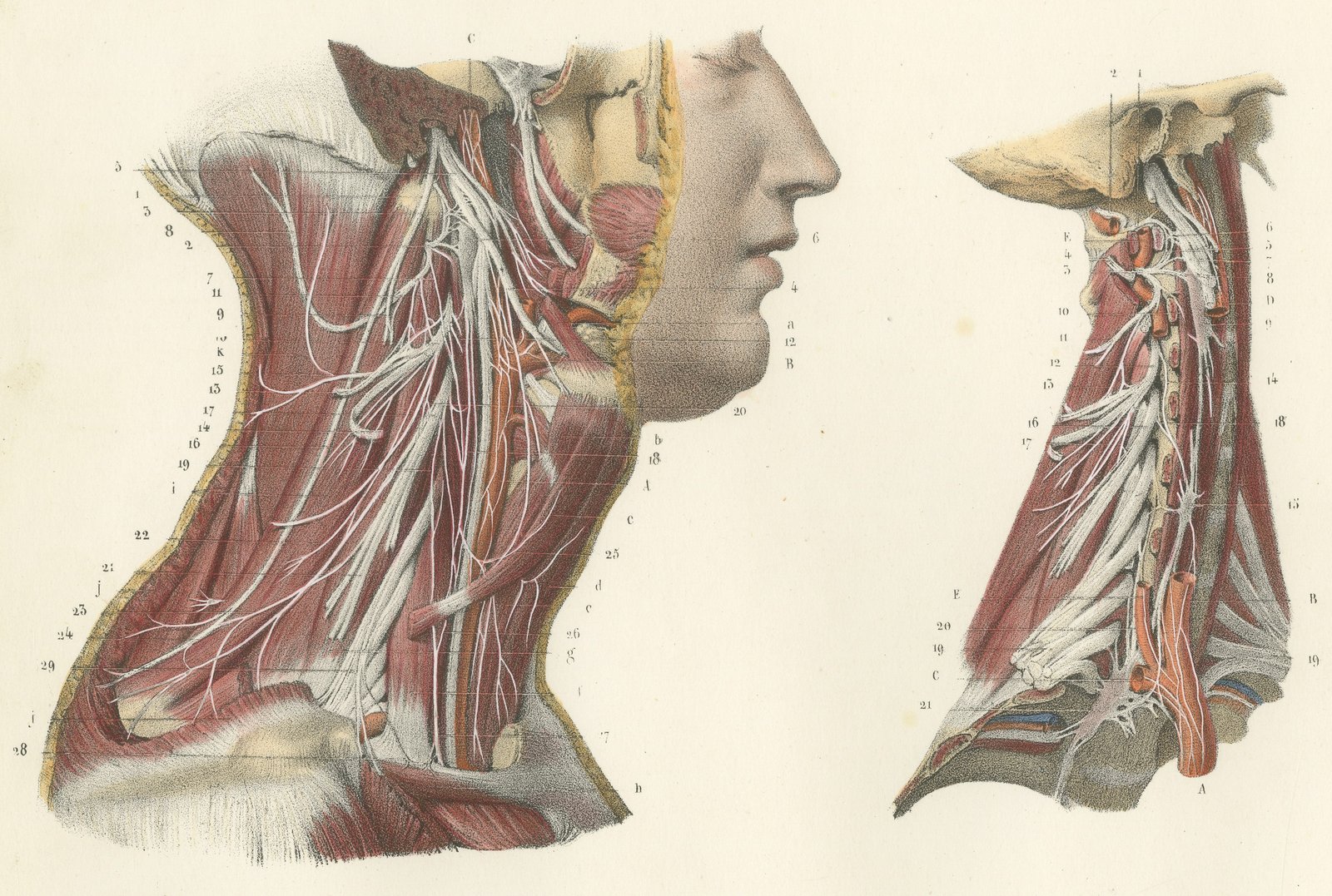 The Cervical Plexus, Antique Hirschfeld Anatomy Print, 1866